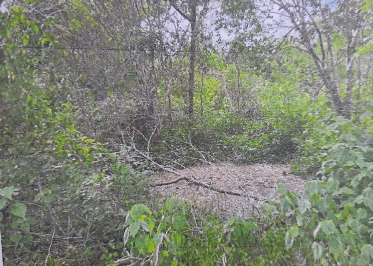 Sixth image of Land Part of Gimme me Bit in Gimme Me Bit, Clarendon, Jamaica - property is For Sale