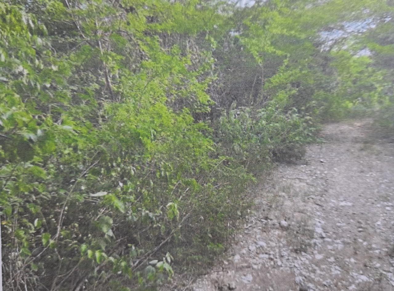 Seventh image of Land Part of Gimme me Bit in Gimme Me Bit, Clarendon, Jamaica - property is For Sale