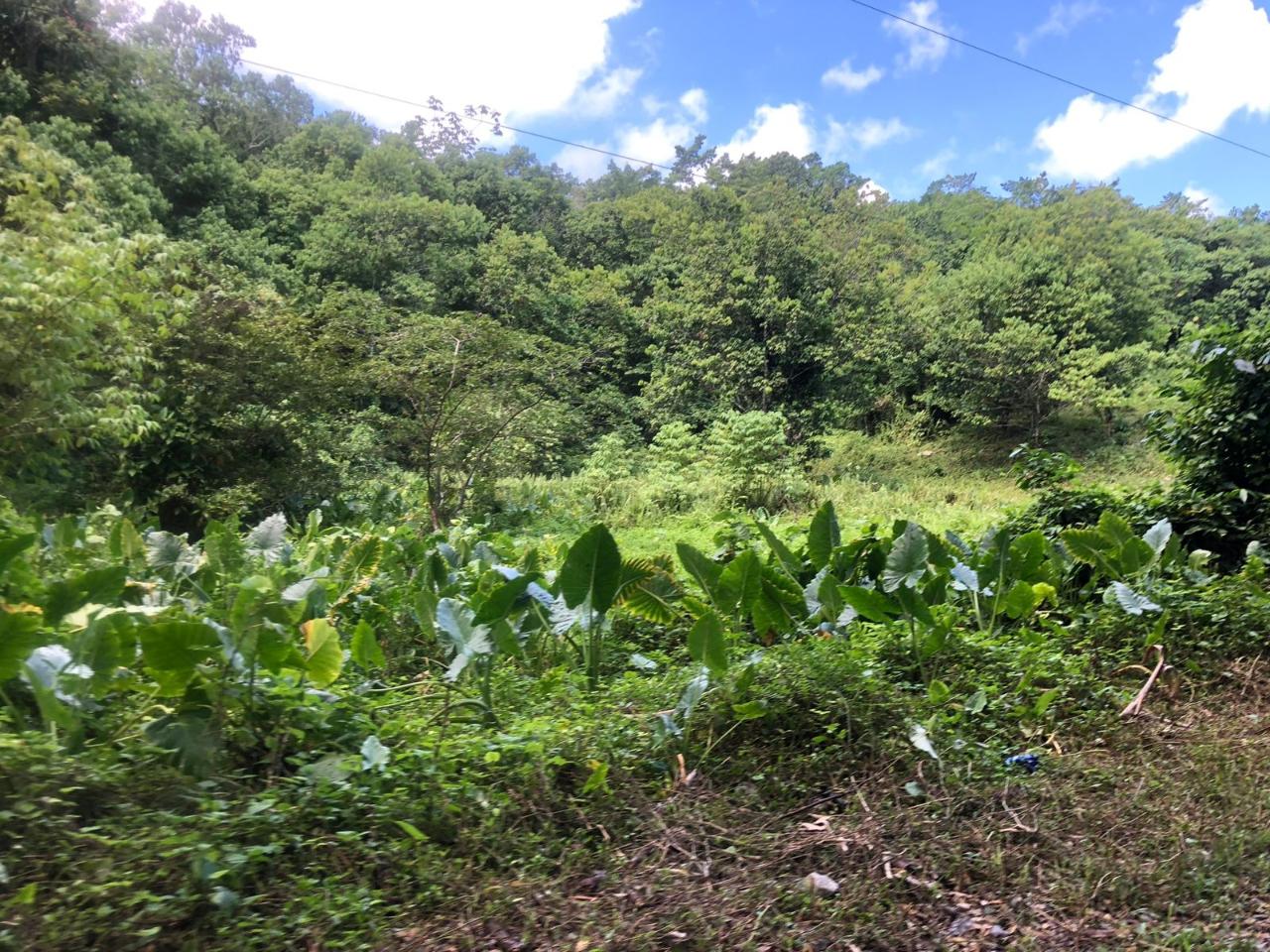 Eleventh image of Darley Portland in Darley, Portland, Jamaica - property is For Sale