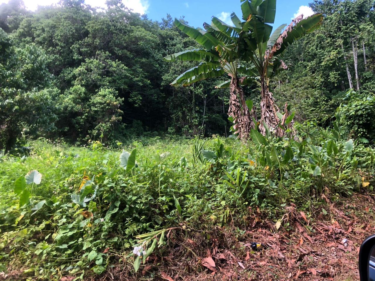 Thirteenth image of Darley Portland in Darley, Portland, Jamaica - property is For Sale