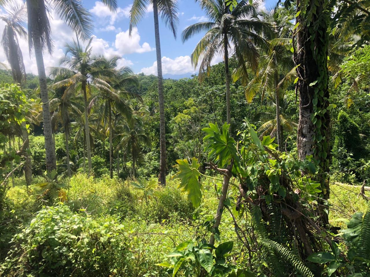 Fifteenth image of Darley Portland in Darley, Portland, Jamaica - property is For Sale