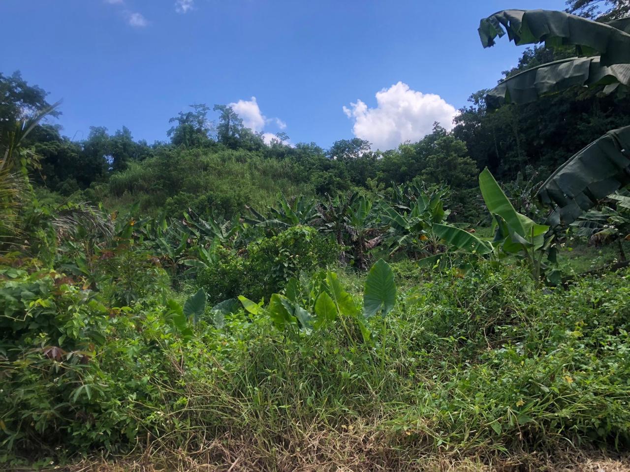 Seventh image of Darley Portland in Darley, Portland, Jamaica - property is For Sale