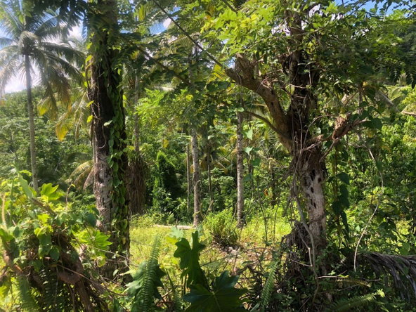 Eighth image of Darley Portland in Darley, Portland, Jamaica - property is For Sale
