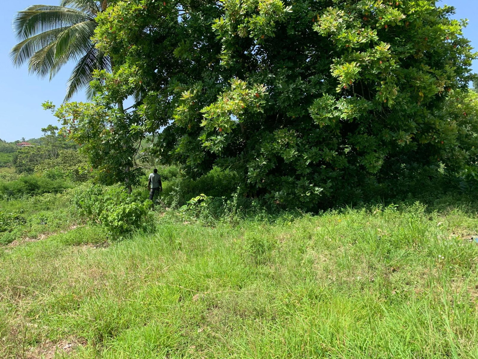 Third image of Duanvale, Trelawny in Duanvale, Trelawny, Jamaica - property is For Sale