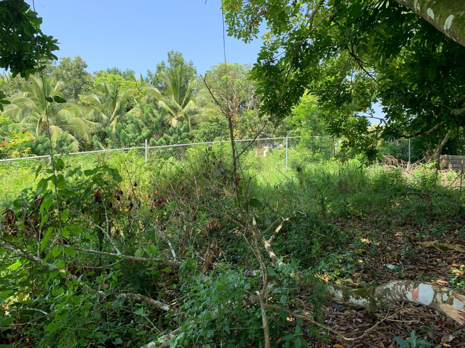 Fourth image of Duanvale, Trelawny in Duanvale, Trelawny, Jamaica - property is For Sale