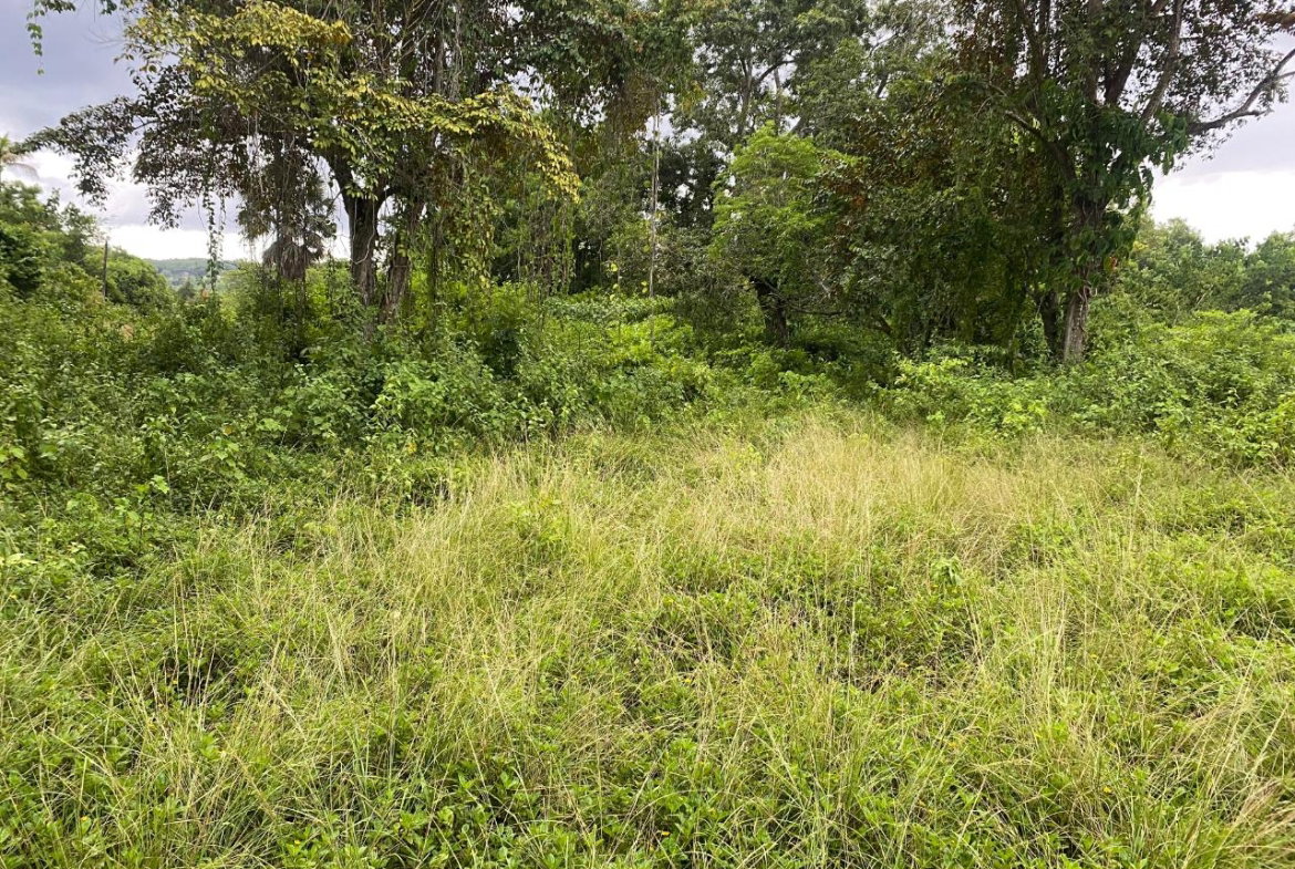 Thirteenth image of Lacovia st Elizabeth in Lacovia, St. Elizabeth, Jamaica - property is For Sale