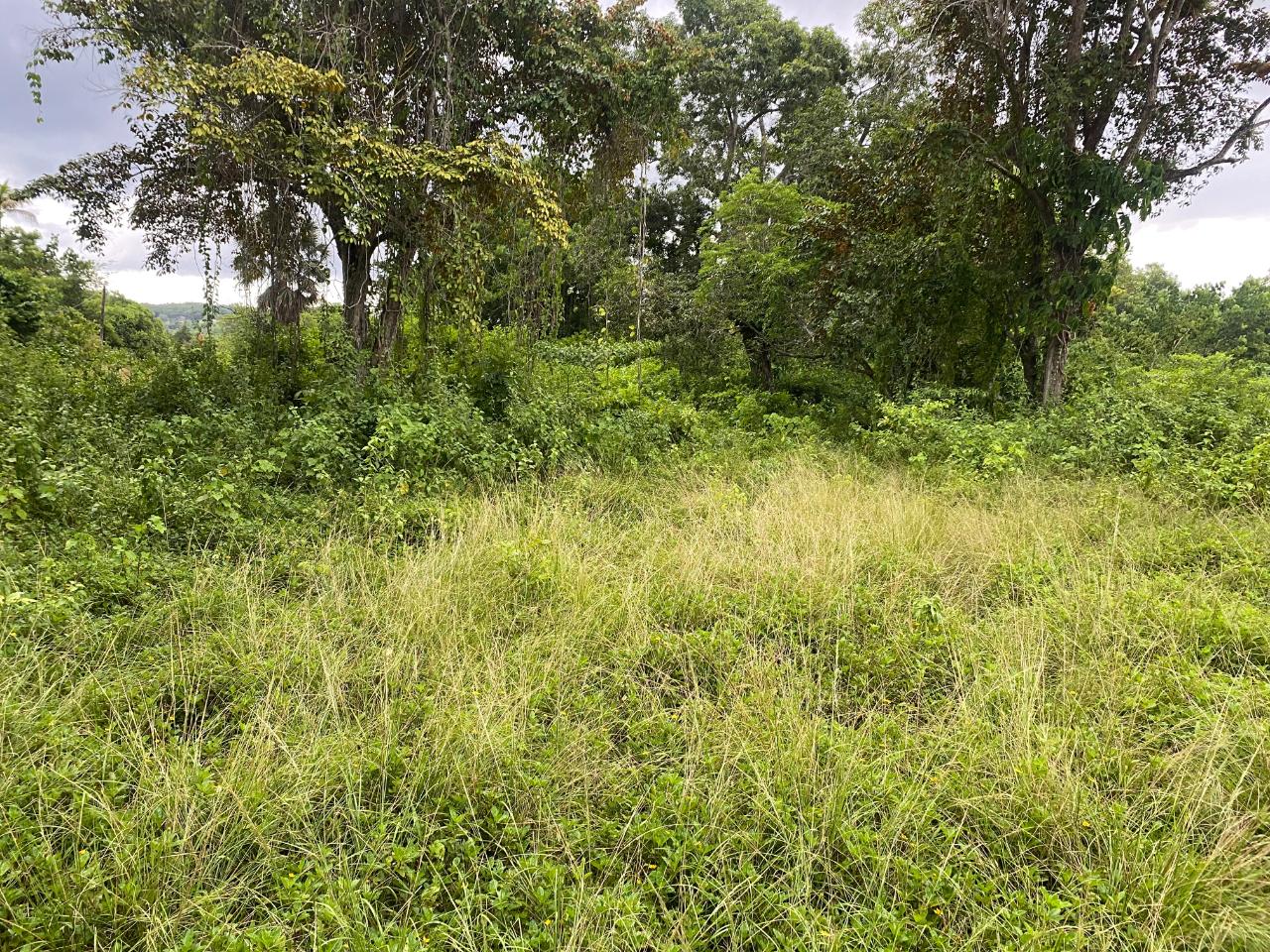 Thirteenth image of Lacovia st Elizabeth in Lacovia, St. Elizabeth, Jamaica - property is For Sale