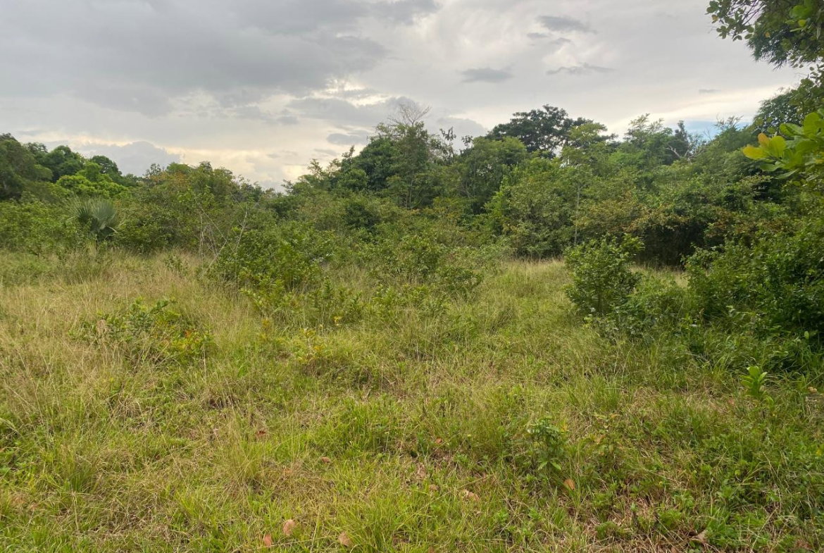 Fourteenth image of Lacovia st Elizabeth in Lacovia, St. Elizabeth, Jamaica - property is For Sale