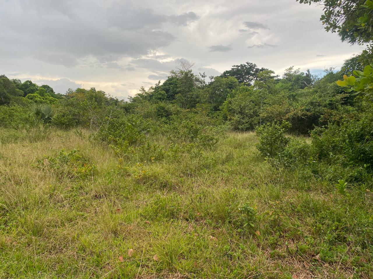 Fourteenth image of Lacovia st Elizabeth in Lacovia, St. Elizabeth, Jamaica - property is For Sale