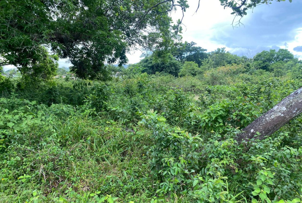 Seventeenth image of Lacovia st Elizabeth in Lacovia, St. Elizabeth, Jamaica - property is For Sale