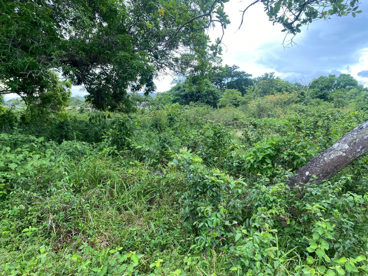 Seventeenth image of Lacovia st Elizabeth in Lacovia, St. Elizabeth, Jamaica - property is For Sale