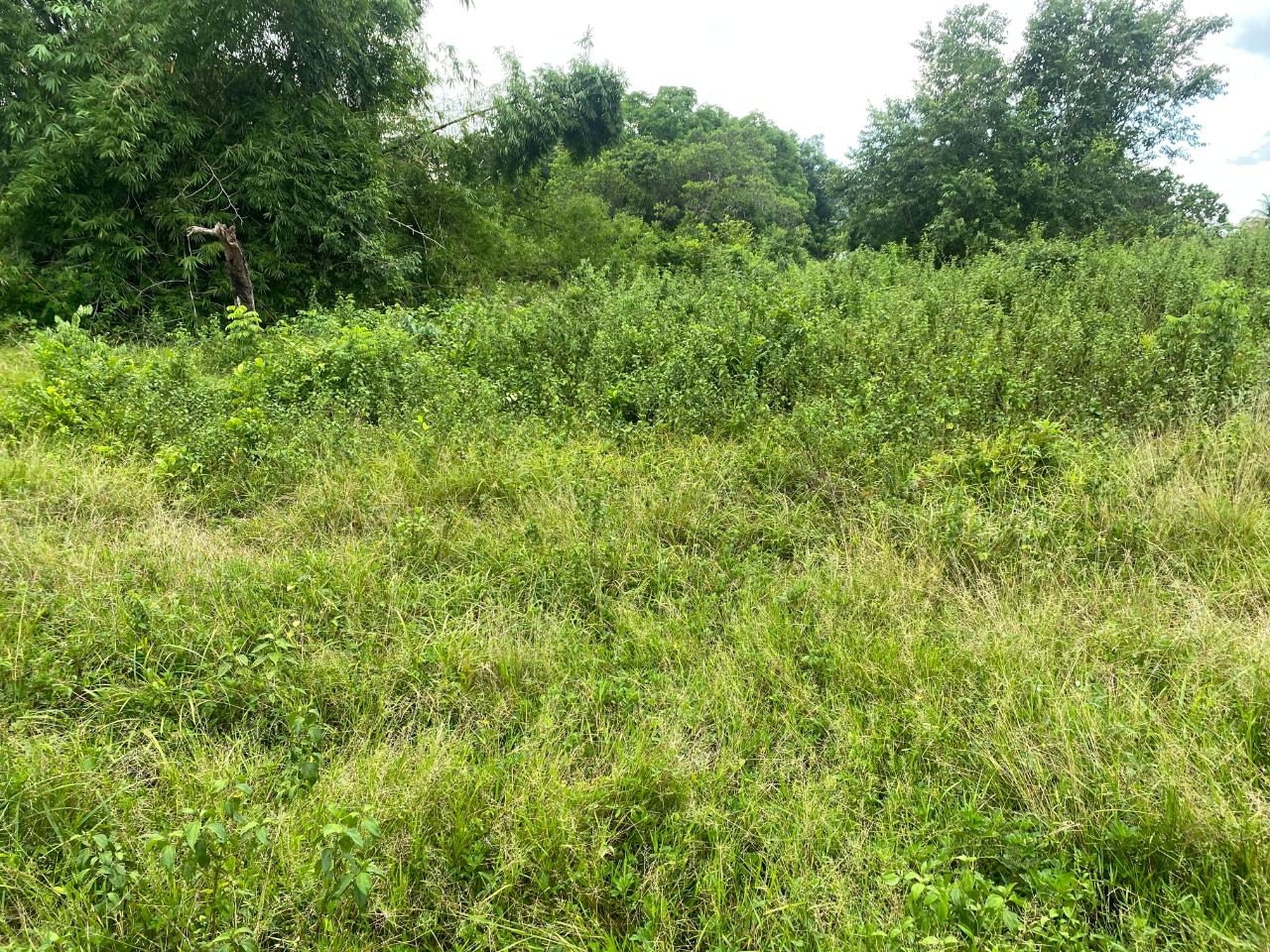 Eighteenth image of Lacovia st Elizabeth in Lacovia, St. Elizabeth, Jamaica - property is For Sale