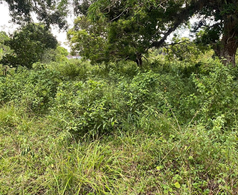 Twenty-First image of Lacovia st Elizabeth in Lacovia, St. Elizabeth, Jamaica - property is For Sale