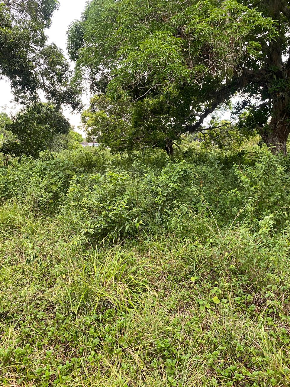 Twenty-First image of Lacovia st Elizabeth in Lacovia, St. Elizabeth, Jamaica - property is For Sale