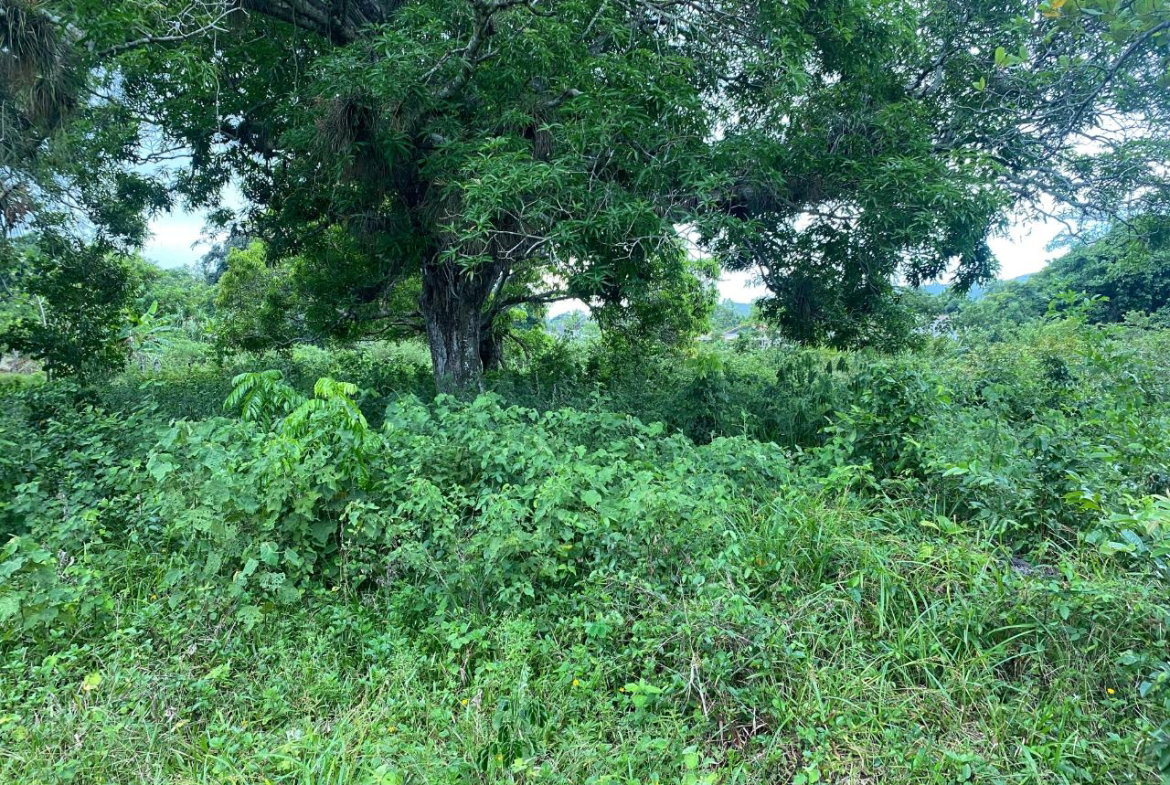 Twenty-Second image of Lacovia st Elizabeth in Lacovia, St. Elizabeth, Jamaica - property is For Sale