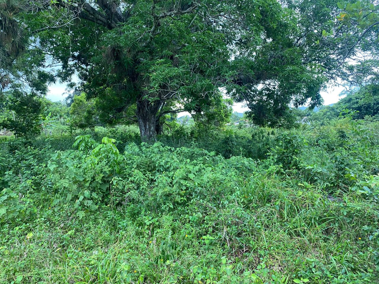 Twenty-Second image of Lacovia st Elizabeth in Lacovia, St. Elizabeth, Jamaica - property is For Sale