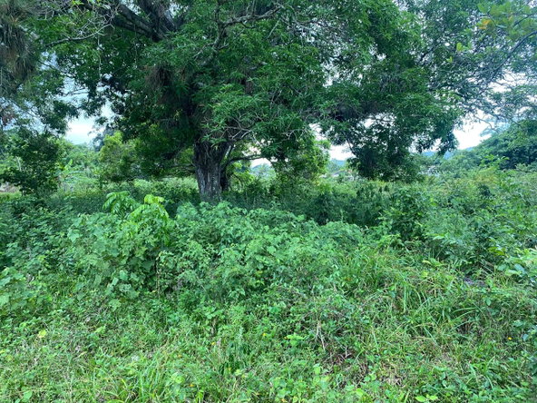 Twenty-Second image of Lacovia st Elizabeth in Lacovia, St. Elizabeth, Jamaica - property is For Sale