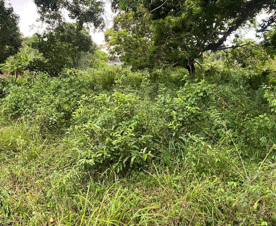 Sixth image of Lacovia st Elizabeth in Lacovia, St. Elizabeth, Jamaica - property is For Sale
