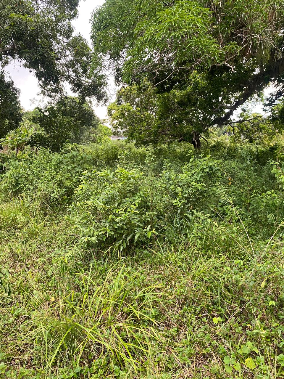 Sixth image of Lacovia st Elizabeth in Lacovia, St. Elizabeth, Jamaica - property is For Sale