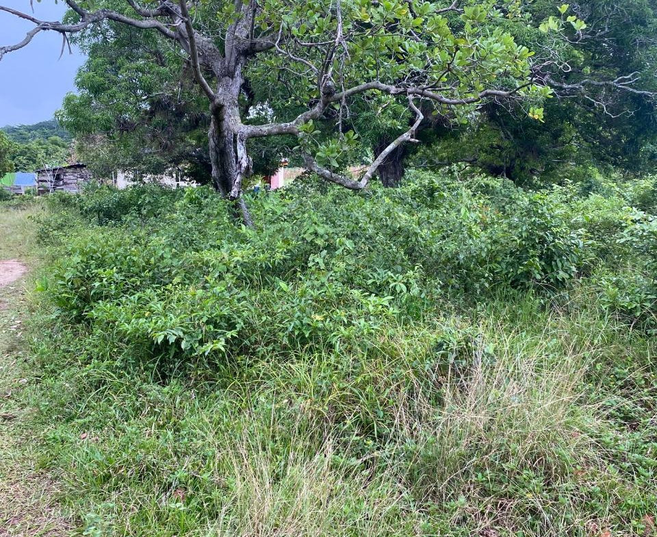 Seventh image of Lacovia st Elizabeth in Lacovia, St. Elizabeth, Jamaica - property is For Sale