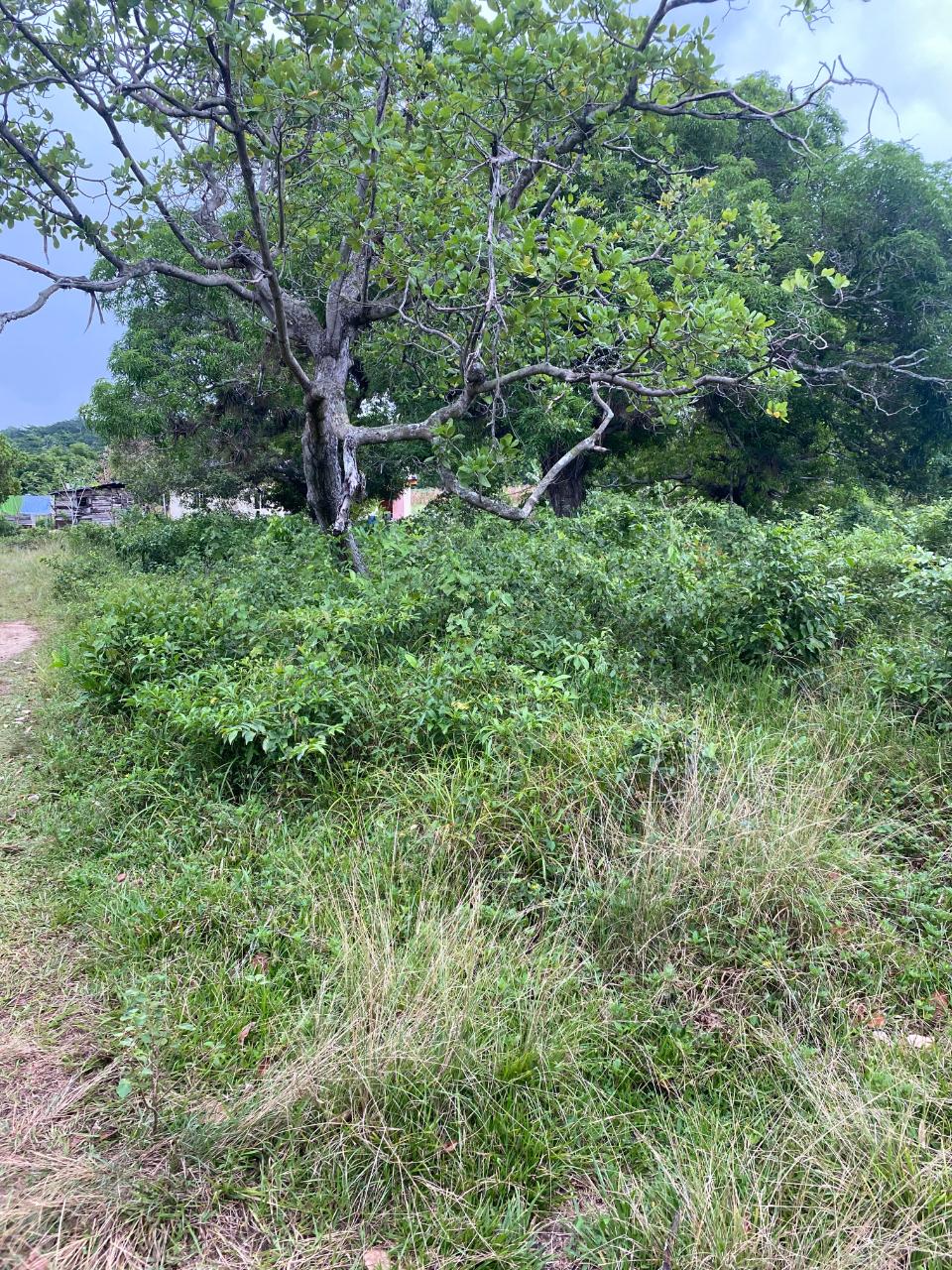 Seventh image of Lacovia st Elizabeth in Lacovia, St. Elizabeth, Jamaica - property is For Sale
