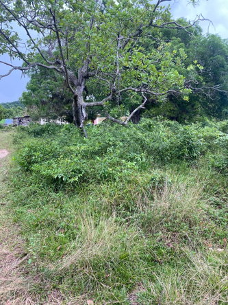 Seventh image of Lacovia st Elizabeth in Lacovia, St. Elizabeth, Jamaica - property is For Sale