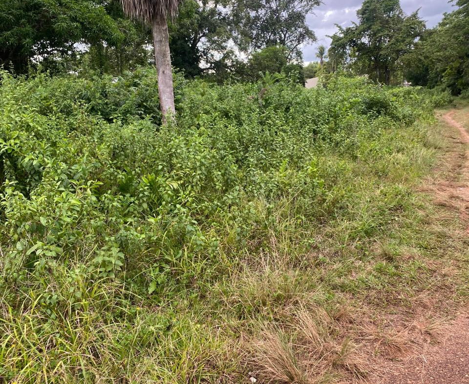 Eighth image of Lacovia st Elizabeth in Lacovia, St. Elizabeth, Jamaica - property is For Sale