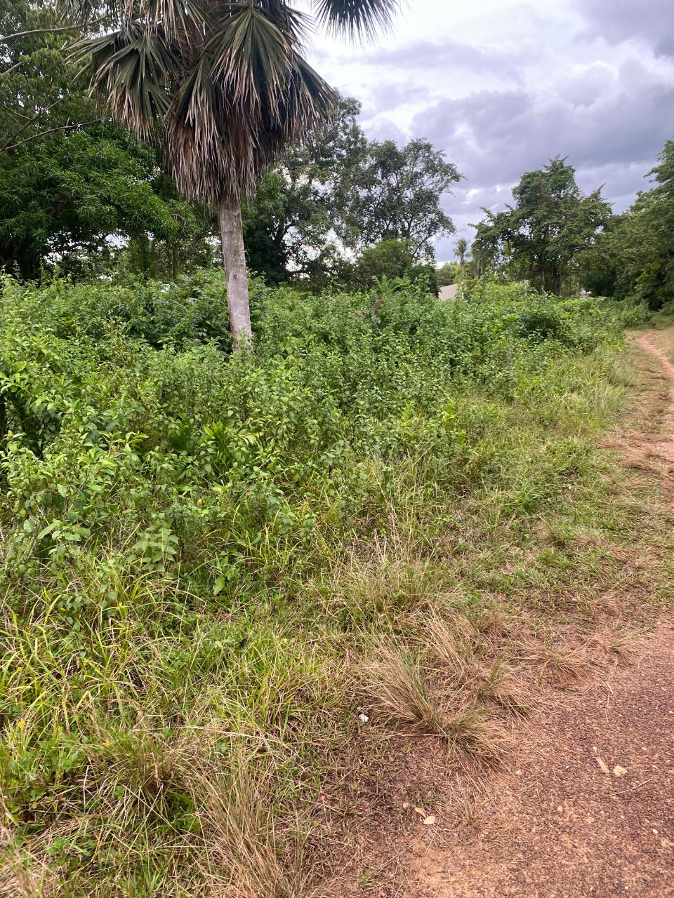 Eighth image of Lacovia st Elizabeth in Lacovia, St. Elizabeth, Jamaica - property is For Sale