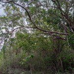 First image of Luana, Black River P.o., in Black River, St. Elizabeth, Jamaica - property is For Sale