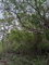 First image of Luana, Black River P.o., in Black River, St. Elizabeth, Jamaica - property is For Sale