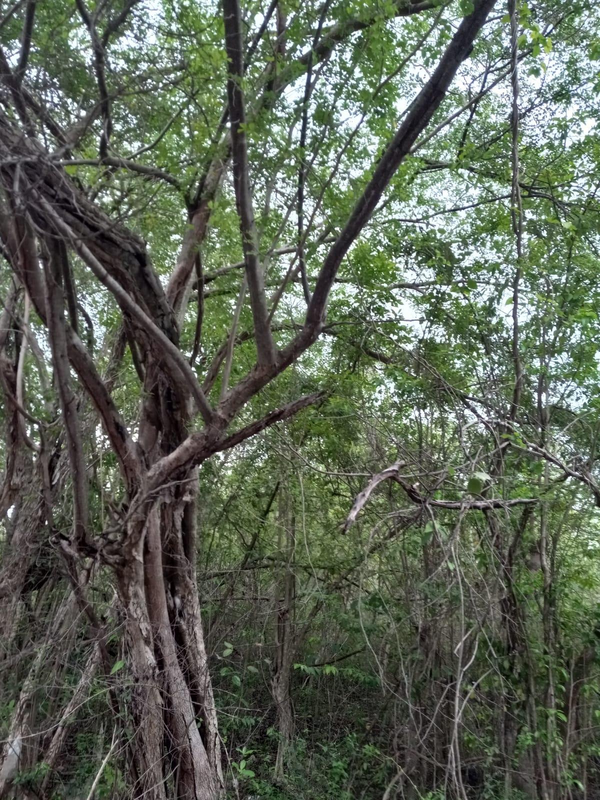 Second image of 01 Luana, Black River Po, st in Black River, St. Elizabeth, Jamaica - property is For Sale