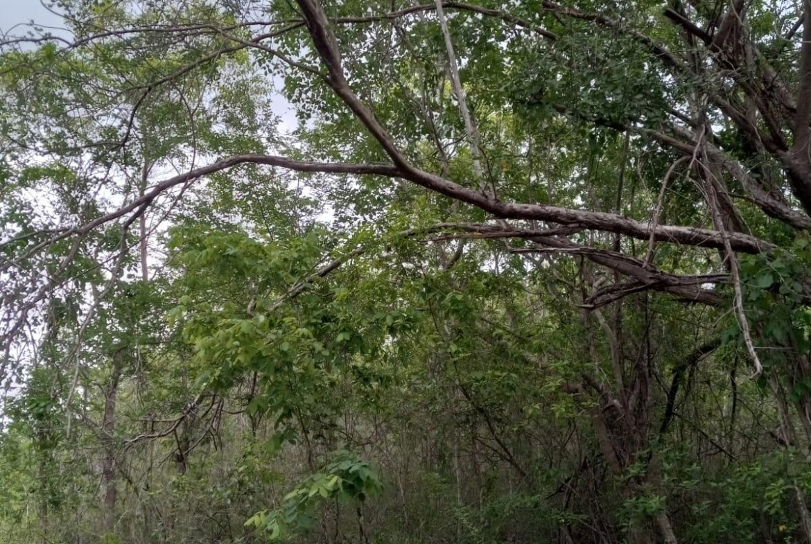 First image of 01 Luana, Black River Po, st in Black River, St. Elizabeth, Jamaica - property is For Sale