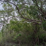 First image of 01 Luana, Black River Po, st in Black River, St. Elizabeth, Jamaica - property is For Sale