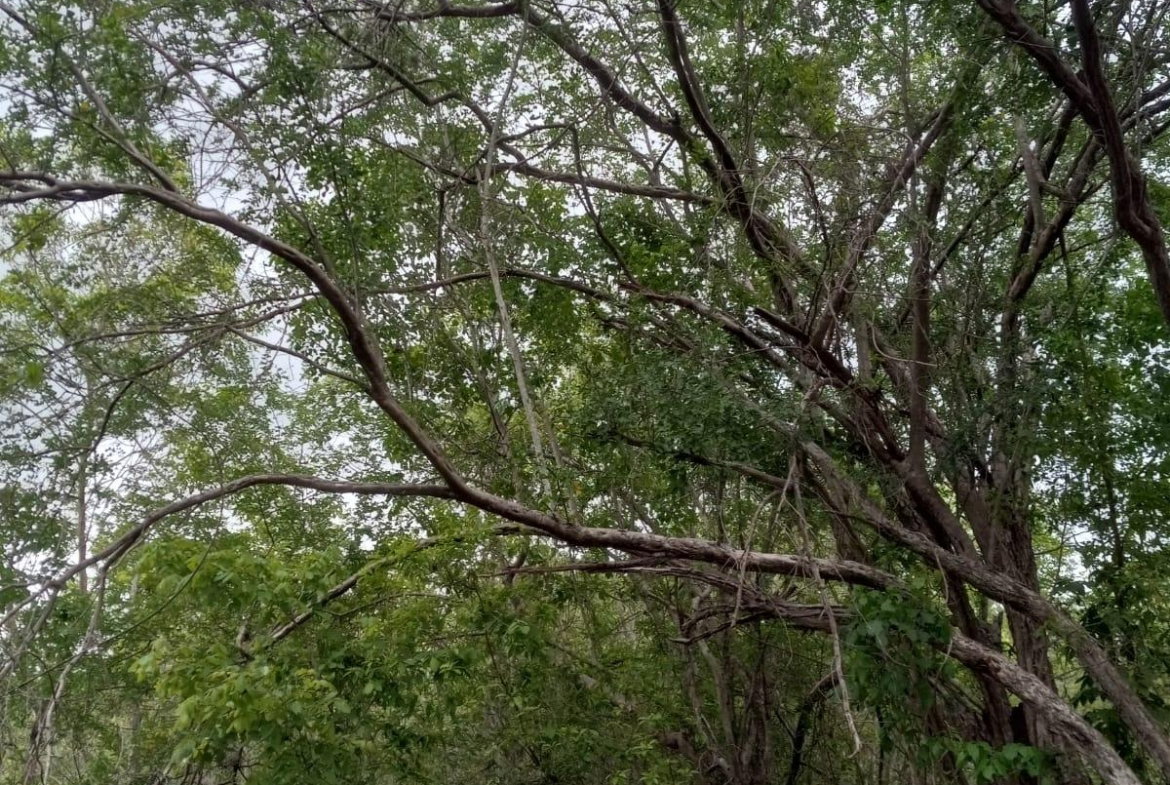 Third image of 01 Luana, Black River Po, st in Black River, St. Elizabeth, Jamaica - property is For Sale