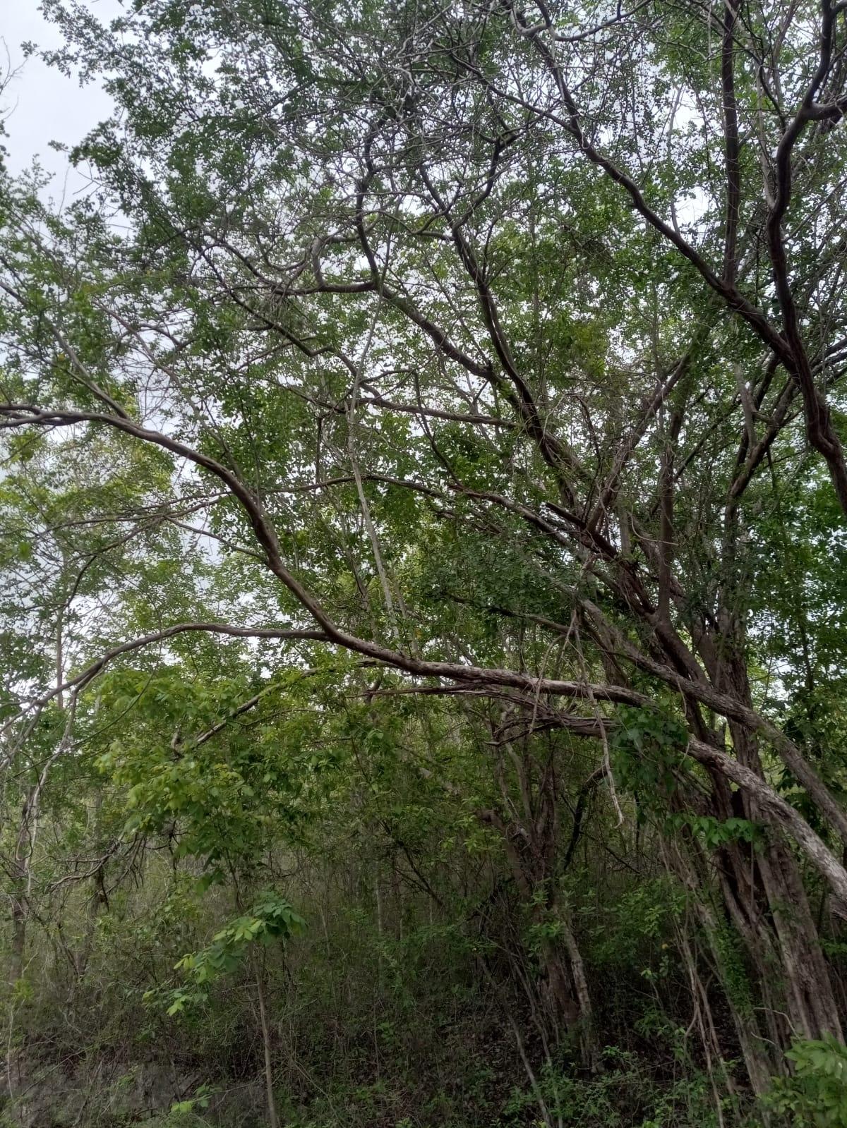 Third image of 01 Luana, Black River Po, st in Black River, St. Elizabeth, Jamaica - property is For Sale
