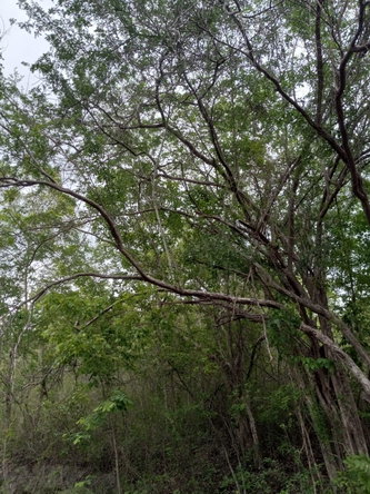 Third image of 01 Luana, Black River Po, st in Black River, St. Elizabeth, Jamaica - property is For Sale