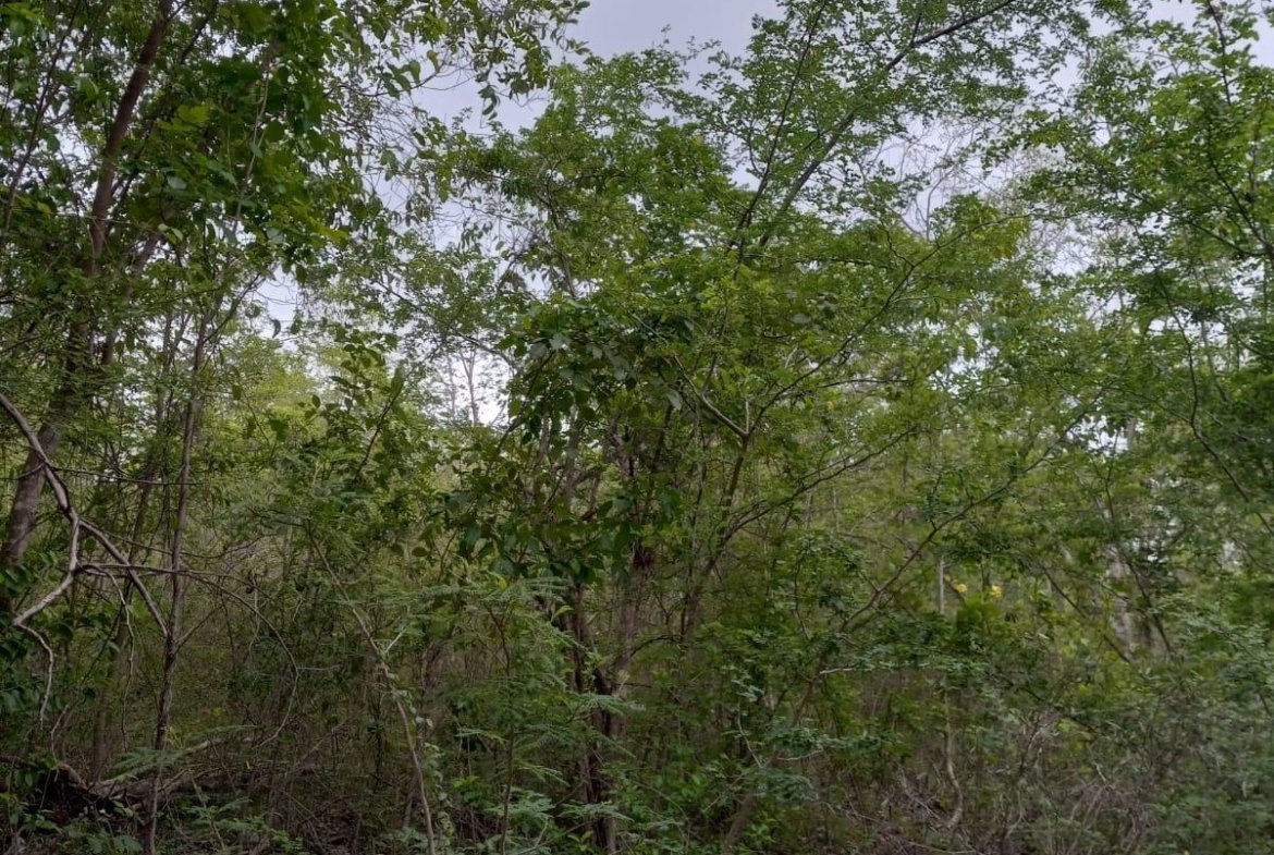Fifth image of 01 Luana, Black River Po, st in Black River, St. Elizabeth, Jamaica - property is For Sale