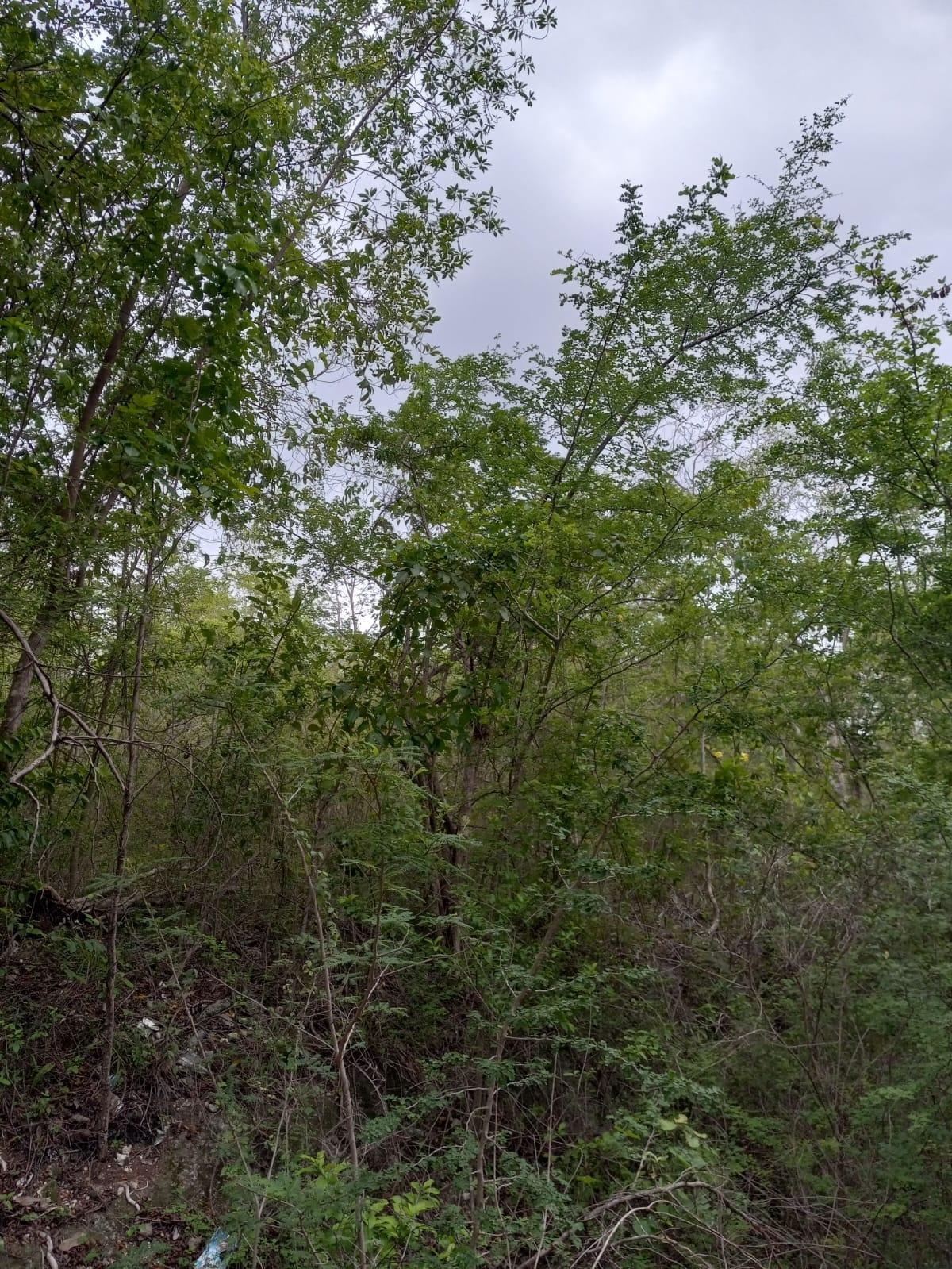 Fifth image of 01 Luana, Black River Po, st in Black River, St. Elizabeth, Jamaica - property is For Sale