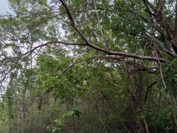 First image of 01 Luana, Black River Po, st in Black River, St. Elizabeth, Jamaica - property is For Sale