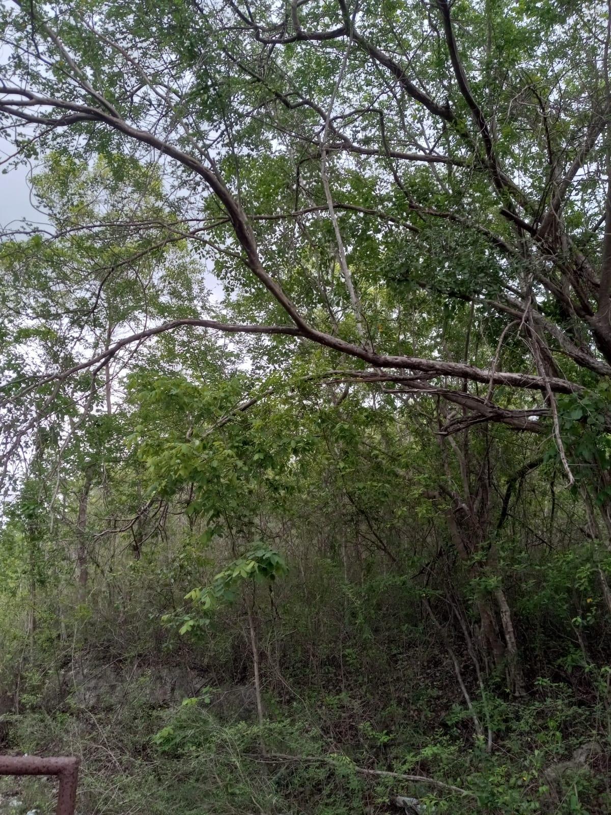 First image of 01 Luana, Black River Po, st in Black River, St. Elizabeth, Jamaica - property is For Sale