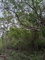 First image of 01 Luana, Black River Po, st in Black River, St. Elizabeth, Jamaica - property is For Sale