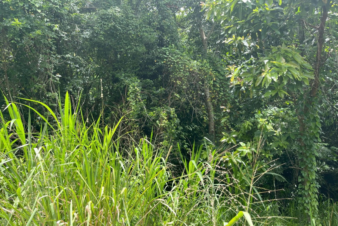Second image of Bloomfield Street, in Mandeville, Manchester, Jamaica - property is For Sale