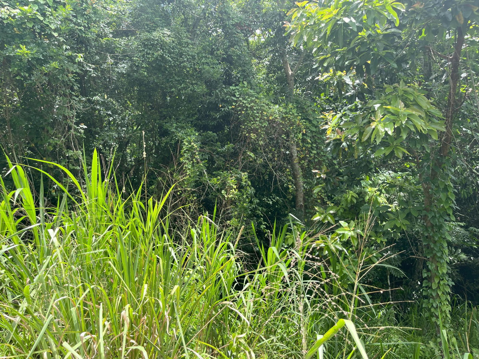 Second image of Bloomfield Street, in Mandeville, Manchester, Jamaica - property is For Sale