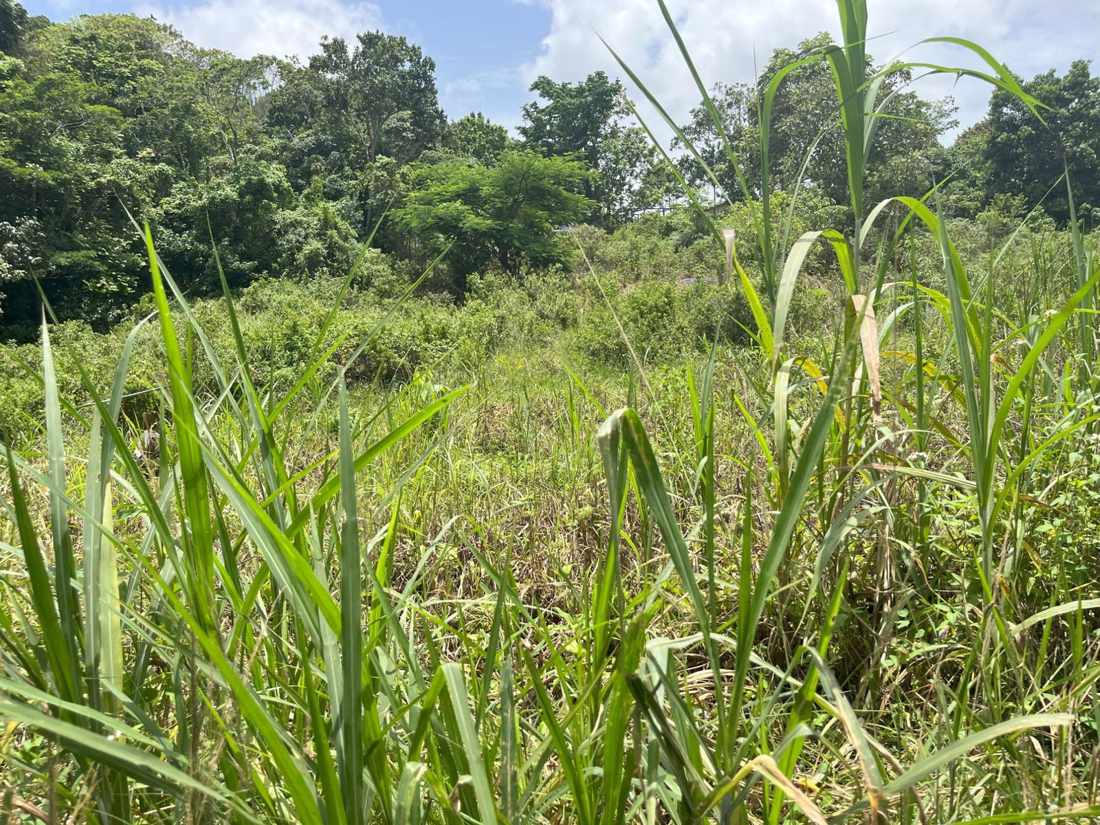 Fourth image of Bloomfield Street, in Mandeville, Manchester, Jamaica - property is For Sale