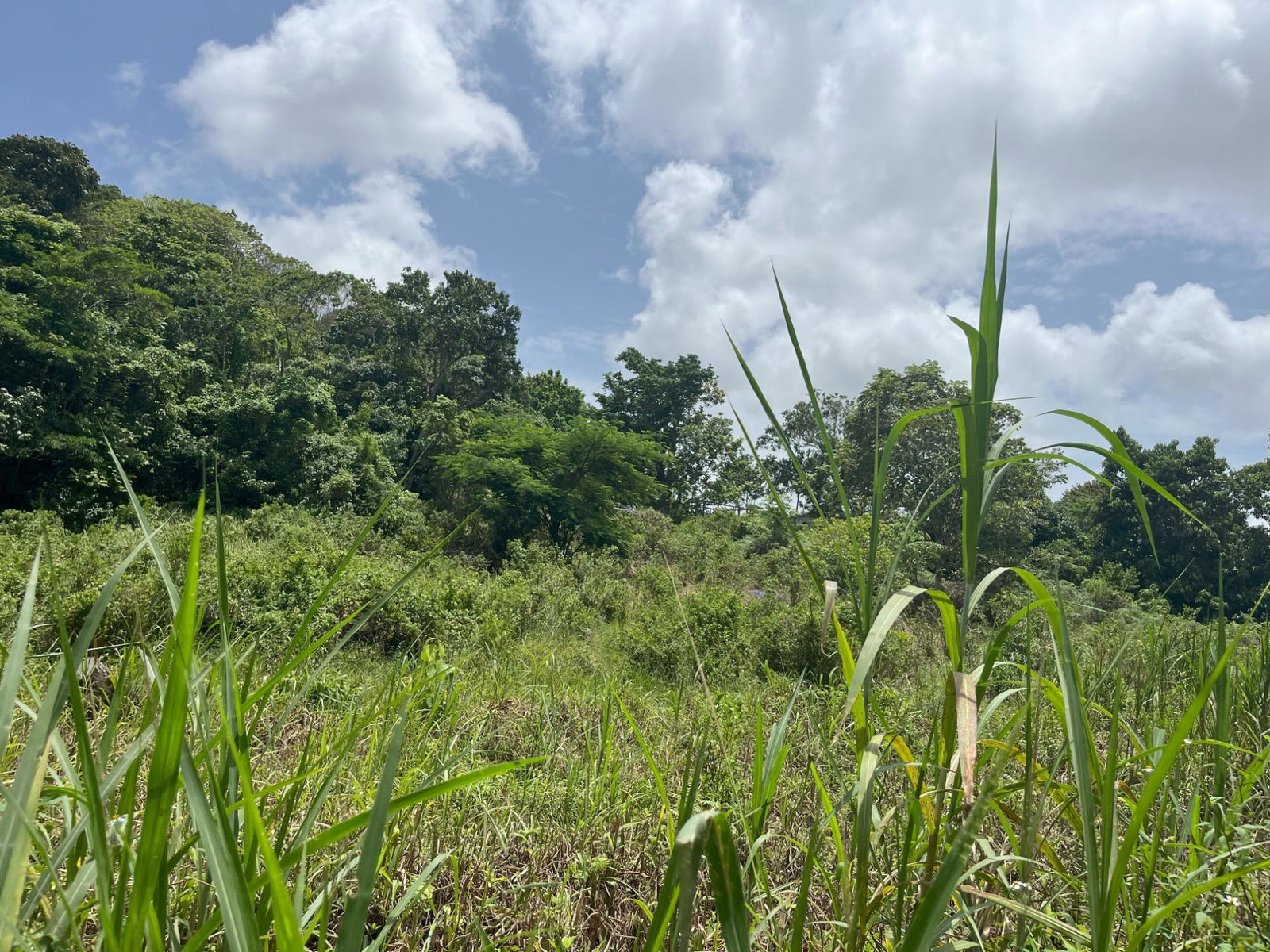 Fifth image of Bloomfield Street, in Mandeville, Manchester, Jamaica - property is For Sale