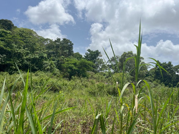 Fifth image of Bloomfield Street, in Mandeville, Manchester, Jamaica - property is For Sale