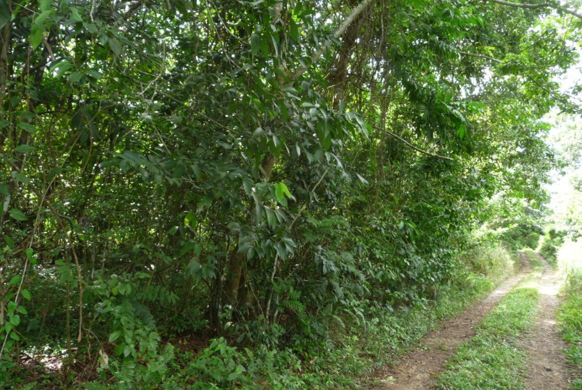 Second image of Mango Valley in Mango Valley, St. Mary, Jamaica - property is For Sale