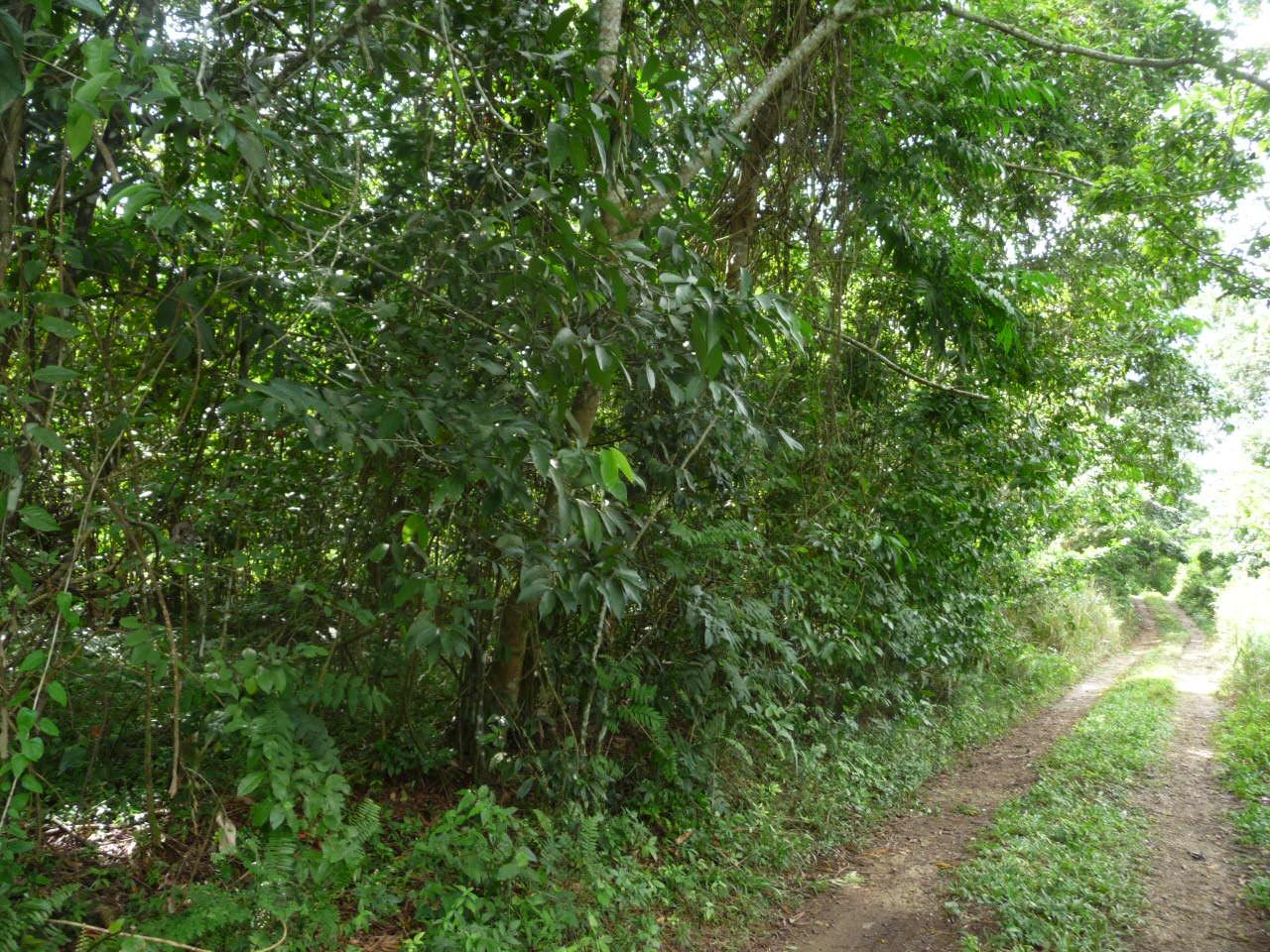 Second image of Mango Valley in Mango Valley, St. Mary, Jamaica - property is For Sale