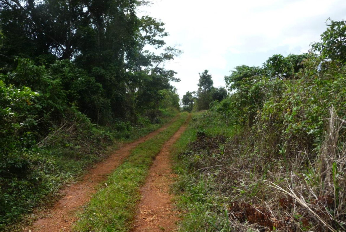 First image of Mango Valley in Mango Valley, St. Mary, Jamaica - property is For Sale