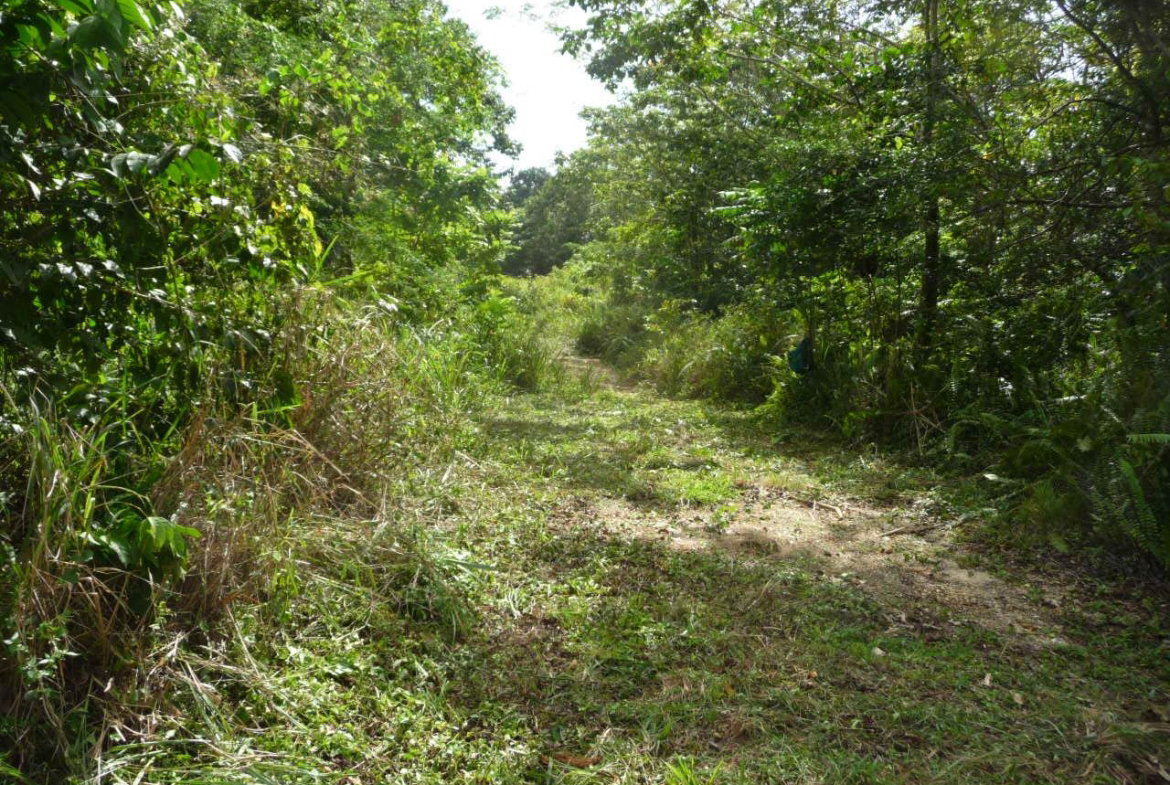 Third image of Mango Valley in Mango Valley, St. Mary, Jamaica - property is For Sale